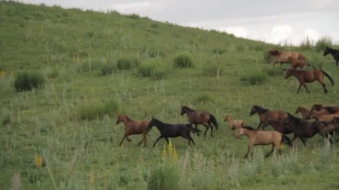 Horses 001 Stock-Footage 82554070