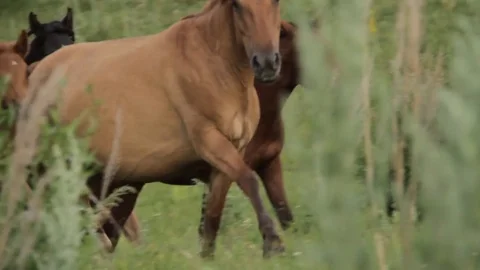 Horses 001 Stock Footage 82554077