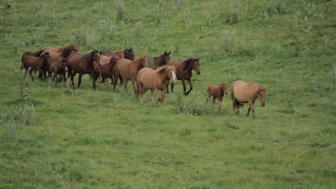 Horses 001 Video stock 82554092