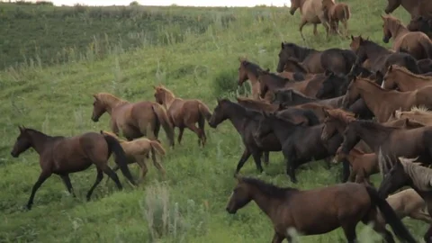 Horses 001 Stock-Footage 82554095