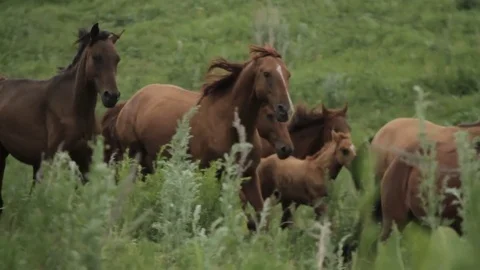 Horses 001 Stock Footage 82554125