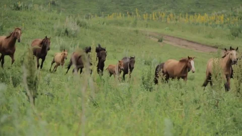 Horses 001 Video stock 82554137