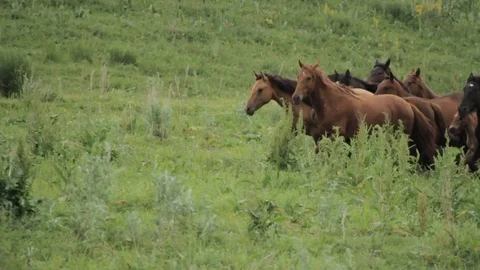 Horses 001 Stock Footage 82554192