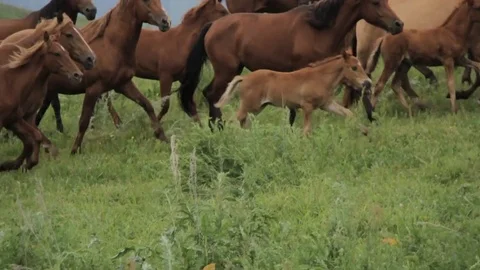 Horses 001 Stock Footage 82554212