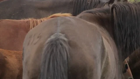 Horses 001 Stock Footage 82554238