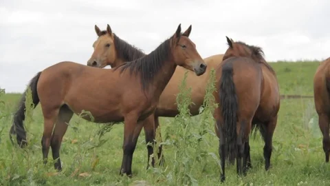 Horses 001 Stock Footage 82554240