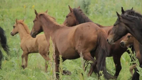 Horses 001 Video stock 82554301