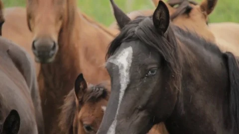 Horses 001 Stock Footage 82554313