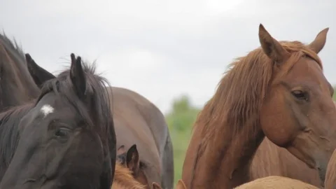 Horses 001 Stock Footage 82554342