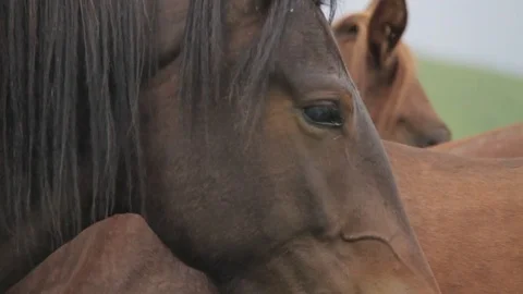 Horses 001 Stock Footage 82554346