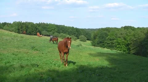 Horses 01 Stock Footage 10720688