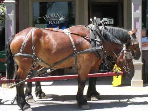 Horses 01 Stock Photos