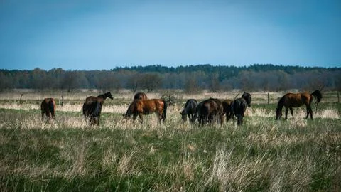 Horses 01 Stock Photos
