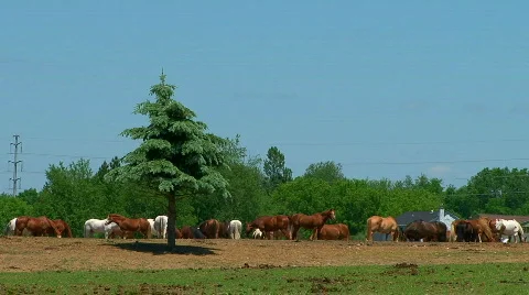 Horses 02 Stock-Footage 779321