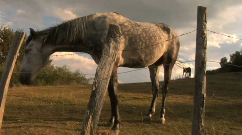 Horses 02 Video stock 794355