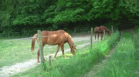 Horses 02 Stock Footage 10720769