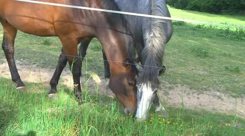 Horses 03 Stock Footage 10720954