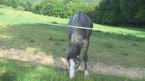 Horses 04 Stock Footage 10721024