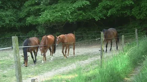 Horses 05 Stock Footage 10722594