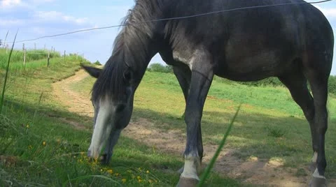 Horses 06 Stock Footage 10722734