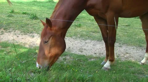 Horses 07 Stock Footage 10722762