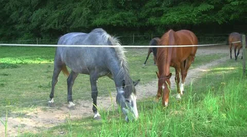Horses 08 Stock Footage 10723074