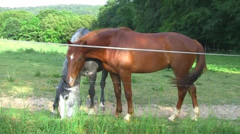 Horses 09 Stock Footage 10723383
