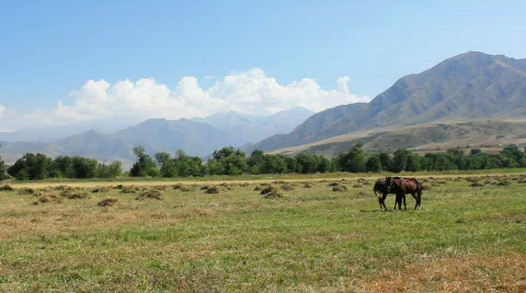 Horses 1 Stock Footage 854559