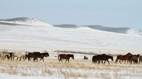 Horses 1 Stock Footage 36934467