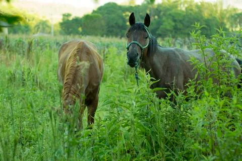 Horses 1 Foto stock