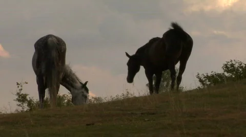 Horses 10 Video stock 794565