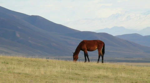 Horses 10 Video stock 854563