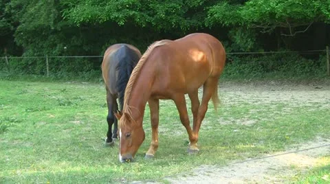 Horses 10 Stock Footage 10723472