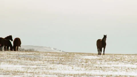 Horses 10 Stock Footage 36934930