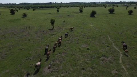 Horses 10 Stock Footage 257027737