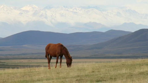 Horses 11 Video stock 854565