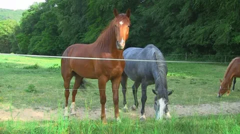 Horses 11 Stock Footage 10723684