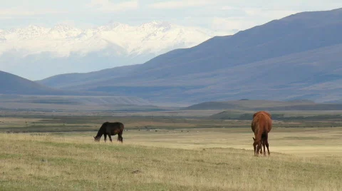 Horses 12 Video stock 854566