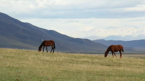 Horses 13 Stock Footage 854577
