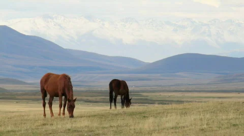 Horses 15 Stock Footage 854578