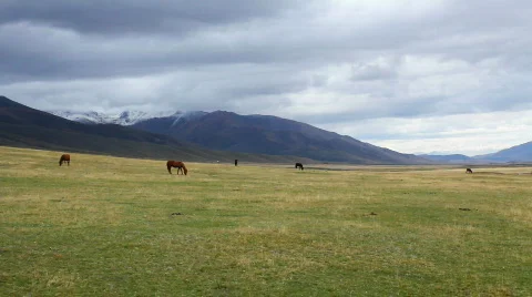 Horses 16 Stock Footage 854584