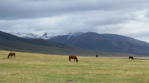 Horses 17 Video stock 854573