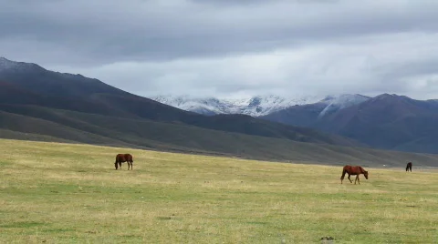 Horses 18 Stock Footage 854580