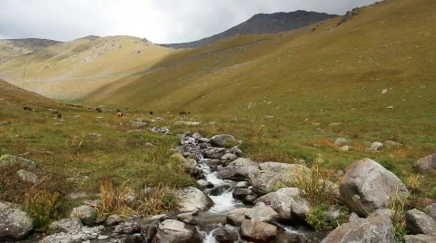 Horses 19 Stock Footage 854601