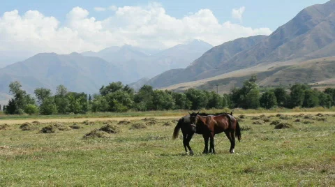 Horses 2 Video stock 854549