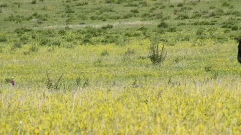 Horses 2 Stock Footage 1183713