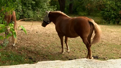 Horses 2 Video stock 49093604