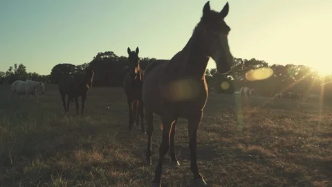 Horses 2 Video stock 95743697