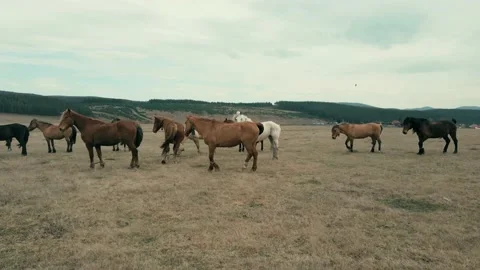 Horses 2 Stock Footage 157631128