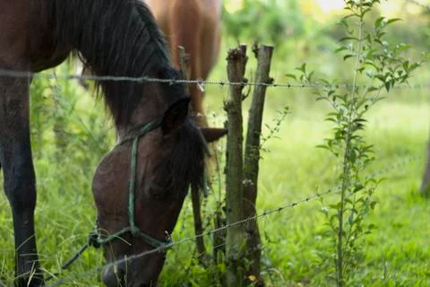 Horses 2 Foto stock